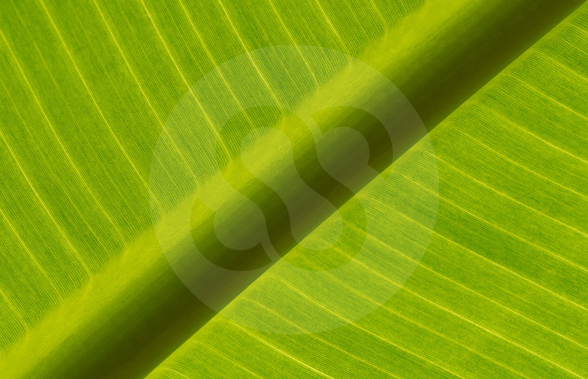 Banana Leaf