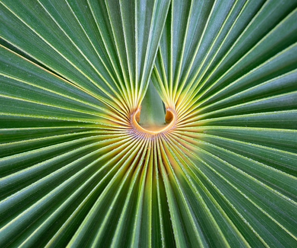 Botanical Photography